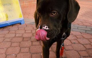 Dog licking ice cream off face