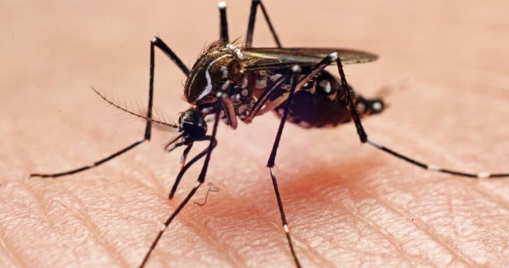 West Nile virus is a summer reality in Canada. How to stay safe
